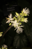 Beesia calthifolia RCP3b-2019 (59).JPG